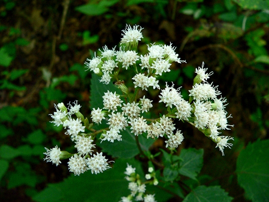 {Ageratina altissima}